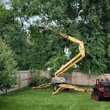 Reliable Hacienda Heights, CA Tree Services Solutions