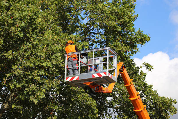 How Our Tree Care Process Works  in  Hacienda Heights, CA